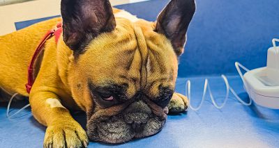 Study reveals rise in surgeries for French bulldogs