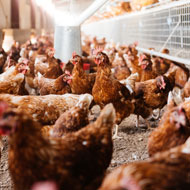 Wales introduces compulsory poultry housing measures