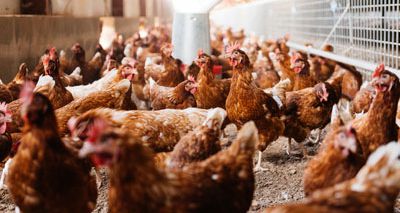 Wales introduces compulsory poultry housing measures