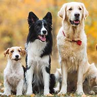 Rebrand marks fresh chapter for Royal Kennel Club