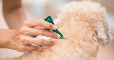 Vet associations share new position on spot-on treatments