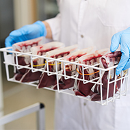 Pet Blood Bank makes 'urgent' appeal for donor dogs