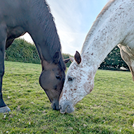 Equine friends win competition to become cover stars