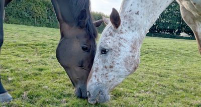 Equine friends win competition to become cover stars