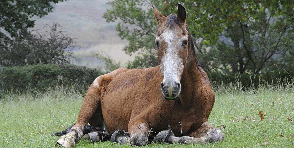 Study reveals insights into tendon injury risk