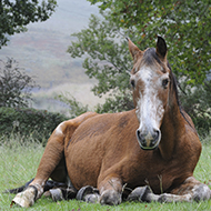 Study reveals insights into tendon injury risk