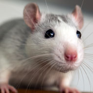 Rat tickling study reveals male-female differences in play