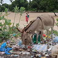 Microplastics found in all Kenyan donkey faecal samples