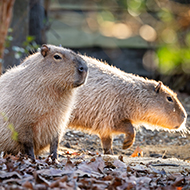 London Zoo opens spa-inspired capybara home