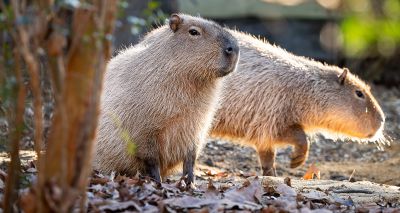 London Zoo opens spa-inspired capybara home