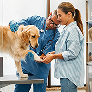 Vet charity calls for unified approach to contextualised care