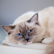RVC reveals common health conditions in Ragdoll cats