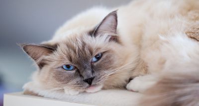 RVC reveals common health conditions in Ragdoll cats