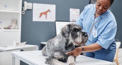 Free webinar explores congenital heart disease in dogs