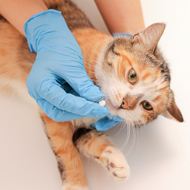 RUMA CA&E sets National AMU Reduction Targets