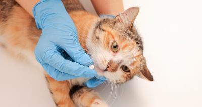 RUMA CA&E sets National AMU Reduction Targets