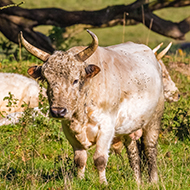 Rare breeds threatened by lack of genetic monitoring