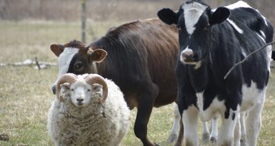 Survey seeks ruminant sector views on antimicrobial stewardship