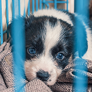 Animal Welfare Bill becomes UK law