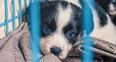 Animal Welfare Bill becomes UK law