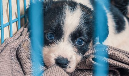 Animal Welfare Bill becomes UK law
