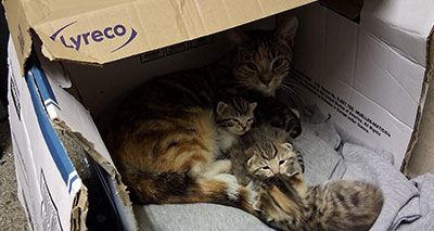 Kittens rescued from Great Ormand Street Hospital 