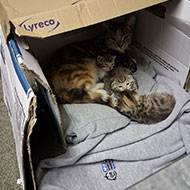 Kittens rescued from Great Ormand Street Hospital 