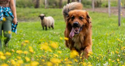 Law introduces unlimited fines for livestock attacks