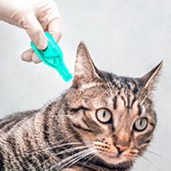 Parasite prevention protects over five million infections annually - study