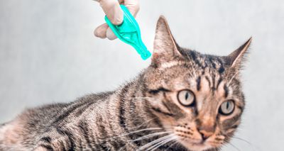 Parasite prevention protects over five million infections annually - study