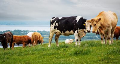 Bluetongue confirmed in Northern Ireland cattle herd