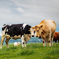 Bluetongue confirmed in Northern Ireland cattle herd