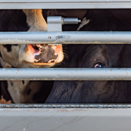 DAERA to permit some animal movement amid bluetongue outbreak