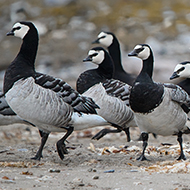 RSPB shares winter avian flu fears