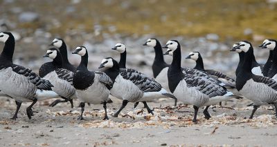 RSPB shares winter avian flu fears