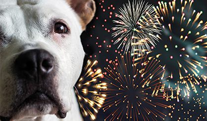 Charity calls for stronger fireworks legislation