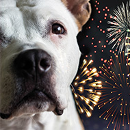 Scottish SPCA calls for stronger fireworks legislation