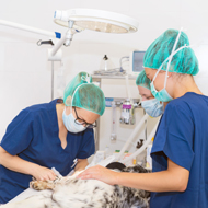 RCVS Knowledge shares third Canine Cruciate Registry report