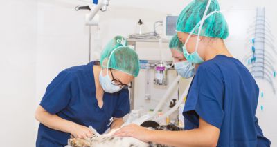 RCVS Knowledge shares third Canine Cruciate Registry report