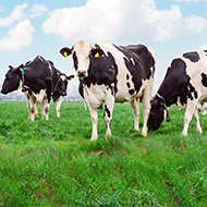 Northern Ireland fears first ever bluetongue outbreak