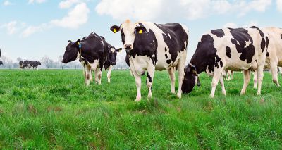 Northern Ireland fears first ever bluetongue outbreak