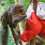 London Zoo primates open Christmas stockings