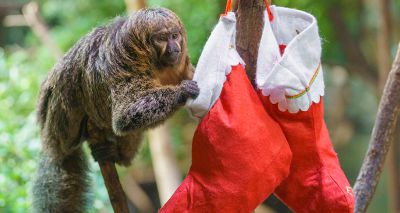 London Zoo primates open Christmas stockings