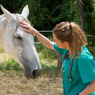 New guidance for treating horses of unknown ownership