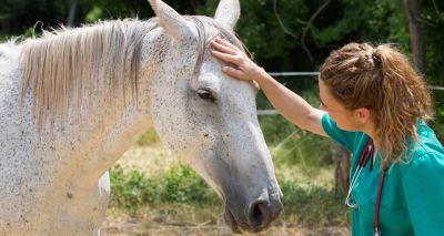 New guidance for treating horses of unknown ownership