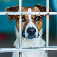 Government's Animal Welfare Strategy welcomed by charities