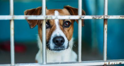 Government's Animal Welfare Strategy welcomed by charities