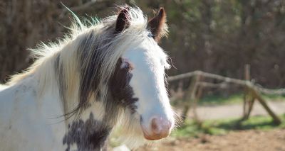 RCVS makes £4,000 donation to World Horse Welfare