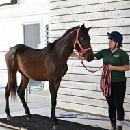 Appeal launched after horse found dangerously underweight