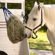 Charity backs plan to tackle live horse exports